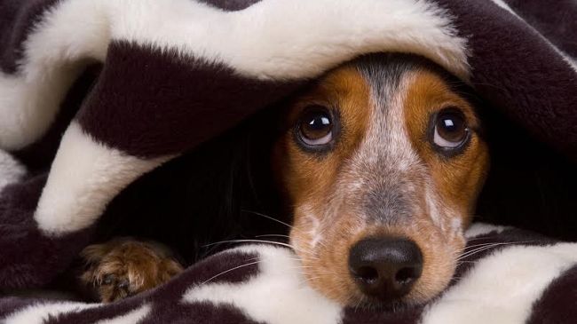 Capodanno  2024 a Firenze, tutte le info 