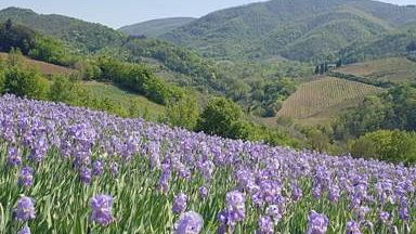 A San Polo in Chianti  esplode la festa dedicata al giaggiolo