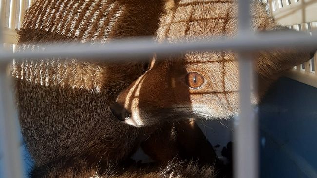 Volpe in pieno centro a Firenze: ha dormito vicino a Santa Maria Nuova