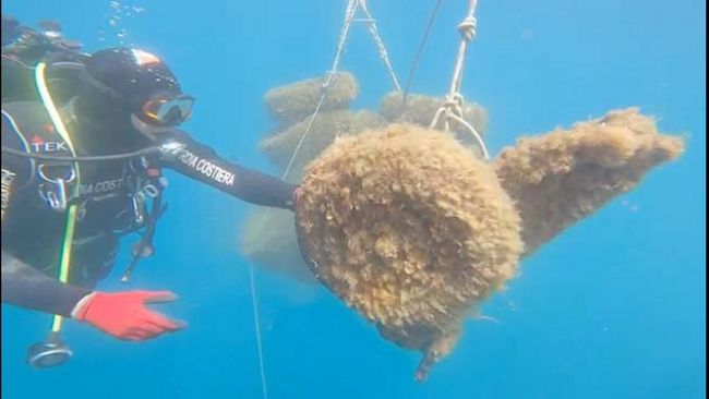 Mare e plastica: 14 tonnellate di rifiuti recuperati