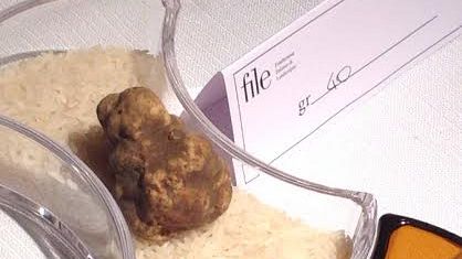 Tartufile, anteprima della Mostra Mercato di San Miniato