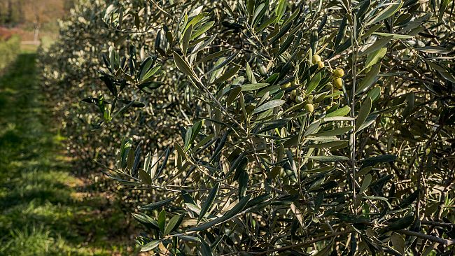 Laudemio: 2025 annata record con dati mai registrati