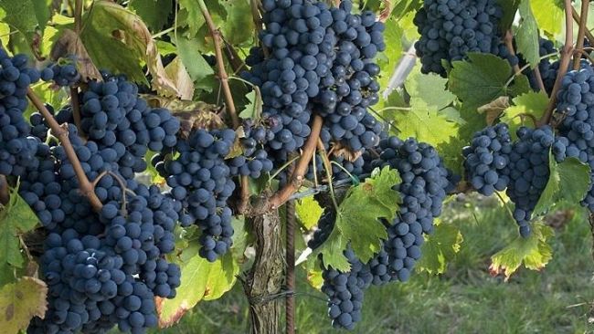 Il nuovo portale 3.0 di Agriturist Siena