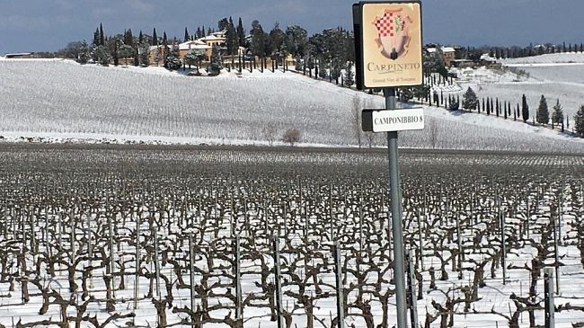 ​Ortofrutta: allarme gelo di Confagricoltura Toscana per pesche, susine e albicocche 