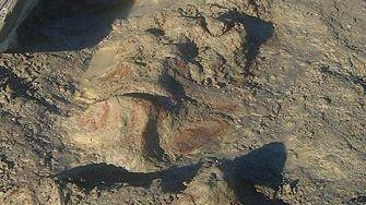 Storia Naturale: Paleontologi dell’Università di Firenze portano alla luce una balena di 4 milioni di anni fa nelle campagne di Orciano Pisano