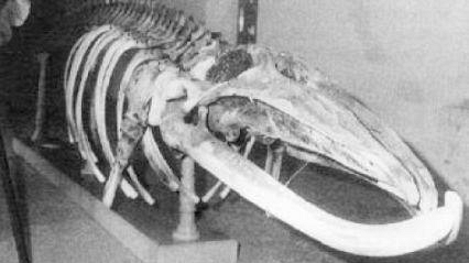 La Toscana delle grandi balene della preistoria