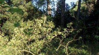 “La mia Versiliana” di Lodovico Gierut