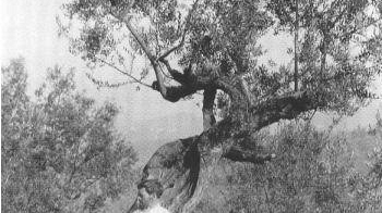 Lady Chatterley nacque a Firenze