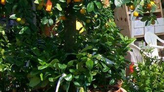 Verde Mura: la mostra mercato del giardinaggio di Lucca