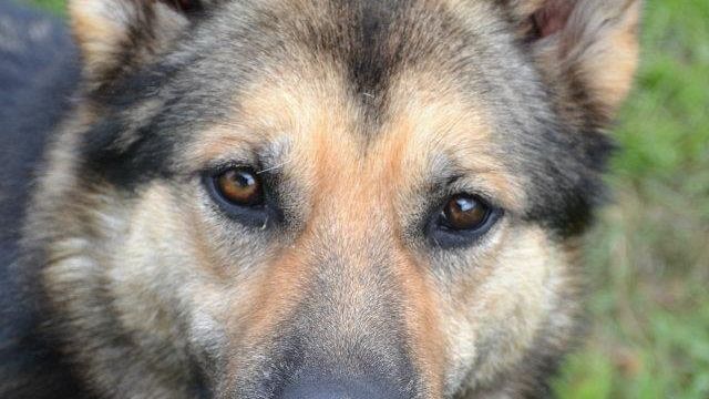 Cani: non abbandona il compagno caduto in un fiume