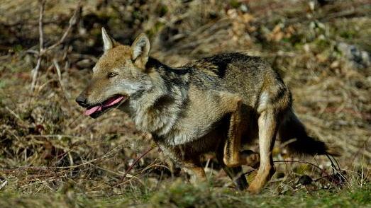 Al via il progetto per la gestione del lupo nelle Foreste casentinesi
