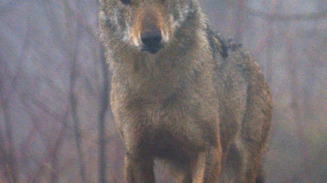 Tutela del lupo: Legambiente presenta il progetto Med Wolf