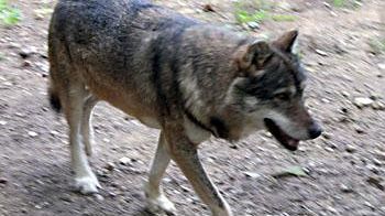Lupo: coordinamento tra Toscana, Trento e Bolzano
