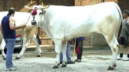 La valle del gigante bianco: Bettolle dal 1 al 3 giugno capitale della Chianina