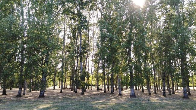 Settembre porta il Cinema all'aperto al Galluzzo