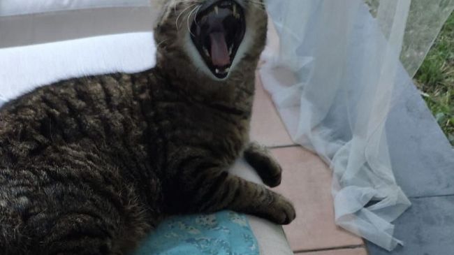 Gatto anziano: che fare?