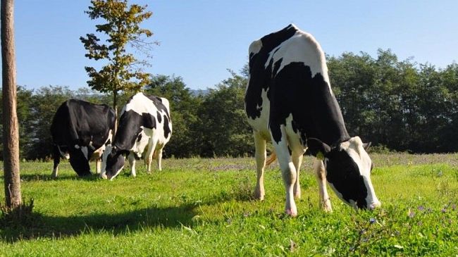 Costo del latte: al via il monitoraggio