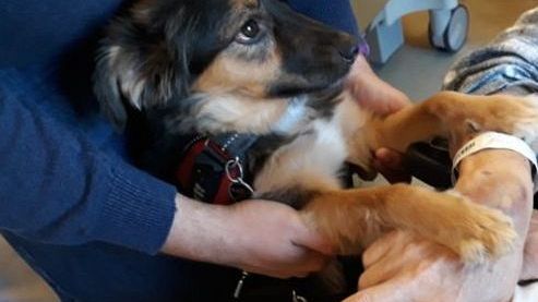 Cani: Premio Internazionale Fedeltà al piccolo Phoebe