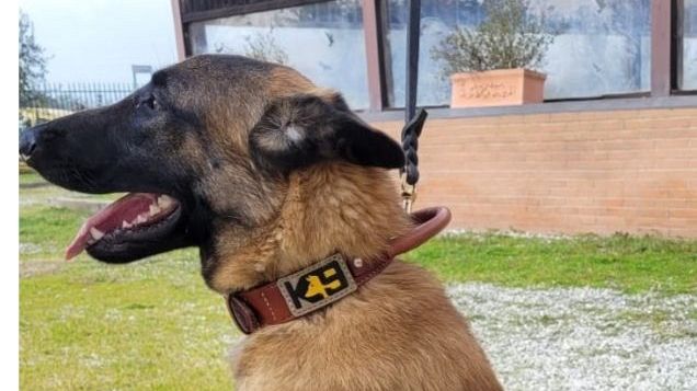 Primo colpo di Sirio cane anti droga dei vigili