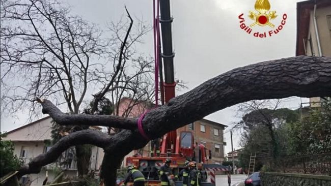 Grosso pino cade a Scansano 