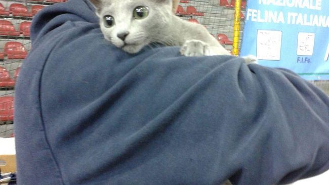 1800 appassionati visitano Un Gatto per Amico