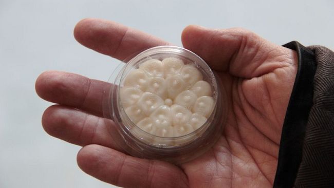 Dissuasori per i piccioni, Pisa cambia