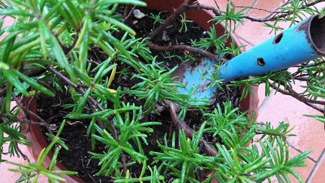 Giardini scolastici di Firenze: piano da 250mila euro