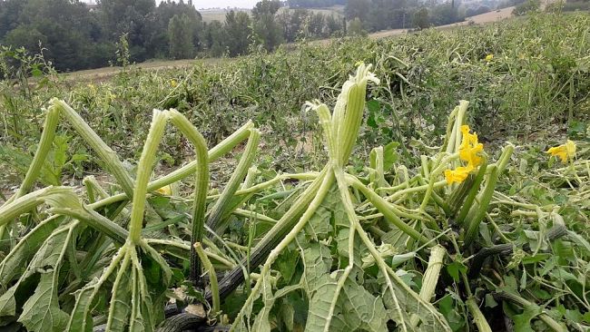 danni-da-maltempo-segnalazioni-sul-sito-artea-entro-il-31-gennaio