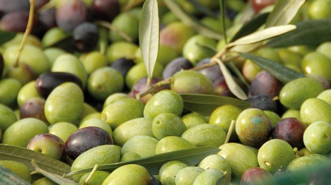 La vendemmia e la raccolta di olive e tartufo riportano fiducia per il futuro