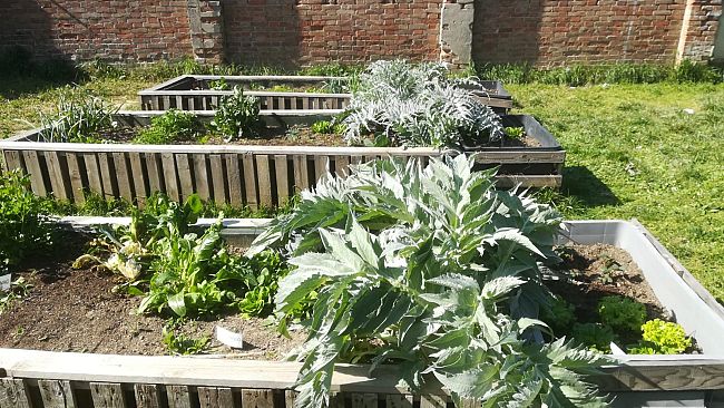 Orti urbani a Firenze, esperimento in crescita: le aree individuate