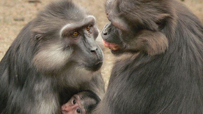 Come gli umani: anche i macachi si consolano nel momento del bisogno