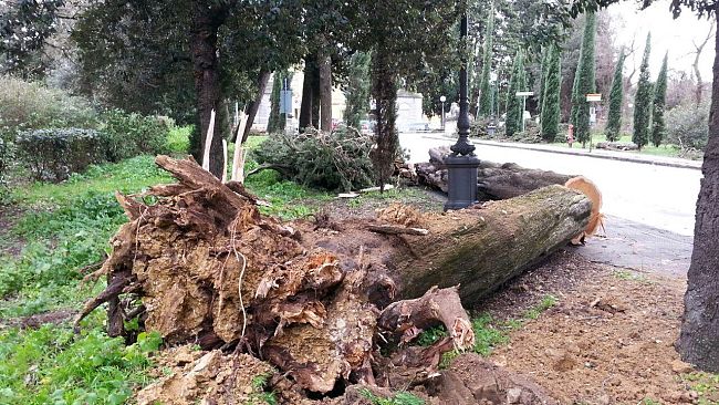 Vento forte, allerta a Firenze per sabato e domenica