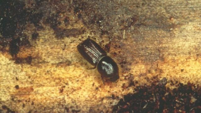 Dagli scarti agricoli ecco la farina di insetti per mangimi animali