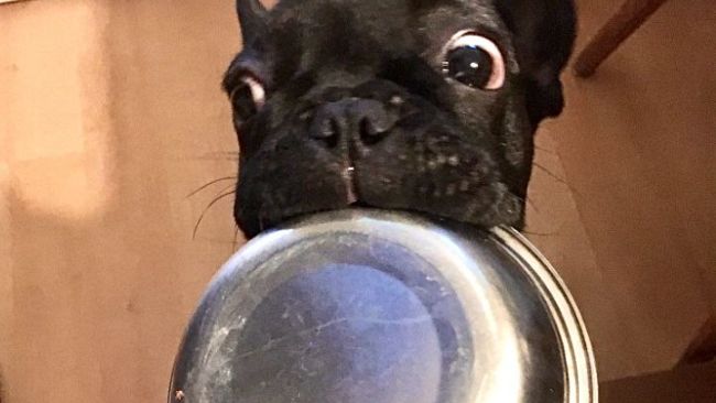 La dieta per il cane