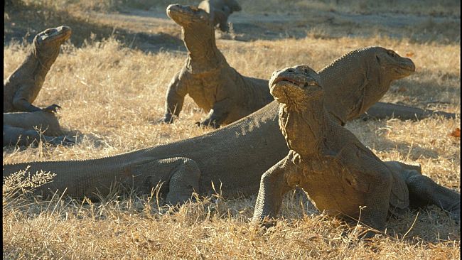 Firenze e la storia evolutiva del Drago di Komodo: il super rettile pieno di misteri