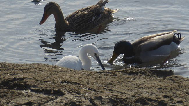 Firenze, l’evento nazionale dell’associazione Plastic Free