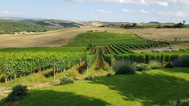 Doc Orcia: il blocco del turismo mette in ginocchio il vino