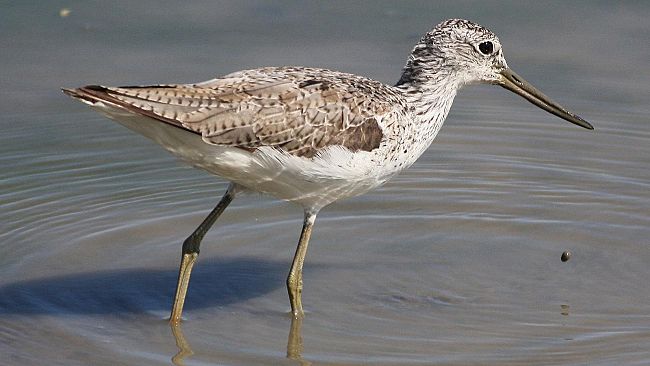 Ambiente: nel Padule di Fucecchio il censimento dei limicoli