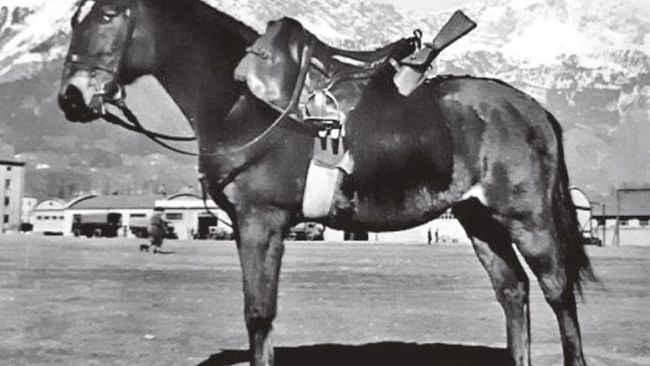 Albino, storia di un cavallo da guerra