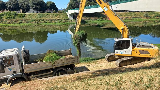 Specie aliene: l'alga alligatore sotto il Ponte alla Vittoria