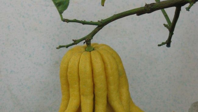 Bizzarria, chimera, leggenda e incantesimo amoroso