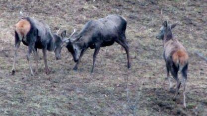 Censimento al bramito nel Parco dei cervi dal 25 al 27 settembre
