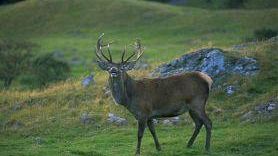 Ritorna a fine settembre il censimento del cervo al bramito