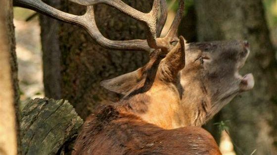 Tornano nel parco nazionale delle Foreste casentinesi le notti del cervo