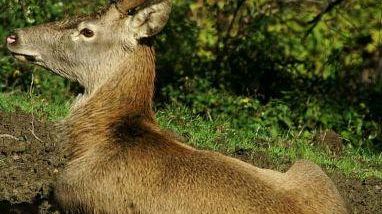 Il censimento al bramito: dal 25 al 27 settembre nel Parco dei cervi