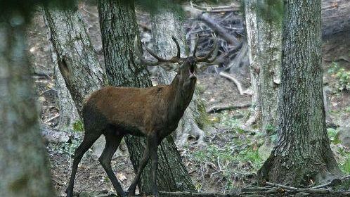 TV, Raitre: a <I>Geo & Geo</I> il cervo del Parco Nazionale delle Foreste Casentinesi