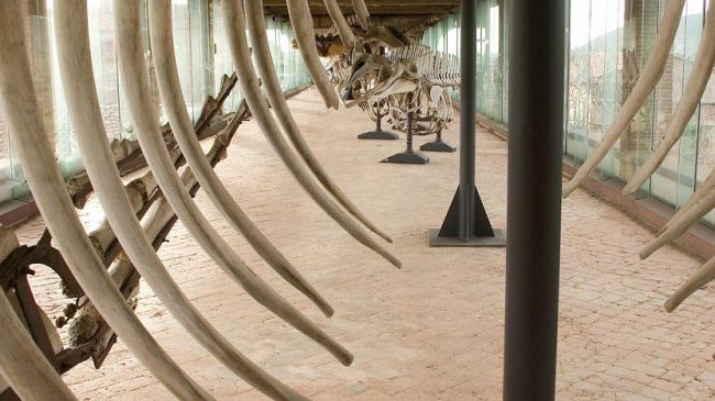 Il Comune di Livorno ha aderito al santuario dei cetacei Pelagos