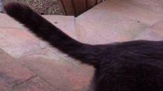 Gatto positivo al Lyssavirus: mobilitata la Asl Toscana Sud Est