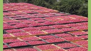 Pomodori: accordo con Conserve Italia per stock aggiuntivo