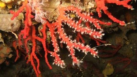 Il corallo toscano è salvo. Fino al 2013 raccolta vietata